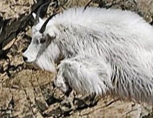 Wells Fargo – Goats don’t Slip (am-ai)